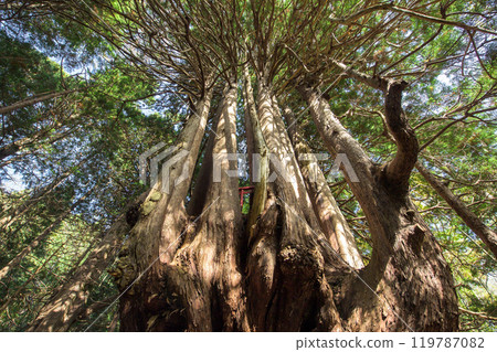 Giant tree in the forest "Twelve Yasu" Goshogawara City Aomori Prefecture 119787082