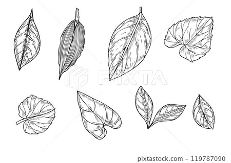 Tropical leaves clip art vector isolated illustration painted by black inks. Alocasia, kiwano, citrus, euphorbia, dracaena, hedera foliage realistic graphic sketch. Floral elements for design. 119787090