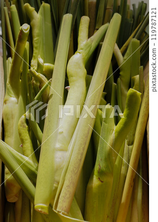 Makomodake Makomodake 119787121