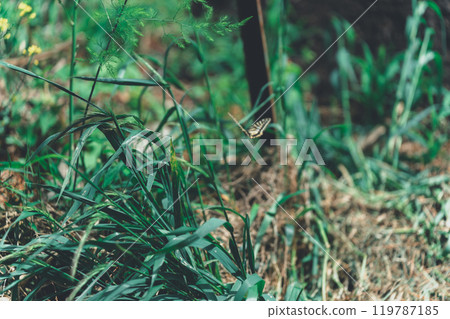 Weed Weed 119787185