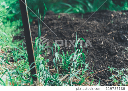 在田間製作堆肥 119787186