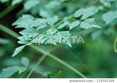 Cork tree, Indian cork tree or Millingtonia hortensis Linn or BIGNONIACEAE and rain droplet 119787299