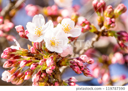 櫻花 119787390