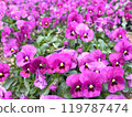Pink viola in full bloom 119787474