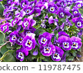 Purple viola in full bloom 119787475