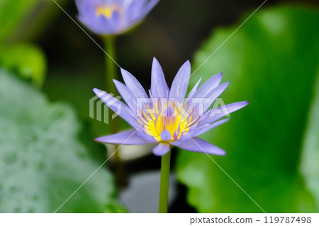 lotus , purple lotus or Sacred Lotus or Egyptian Lotus or Nelumbo nucifera Gaertn in the pond 119787498