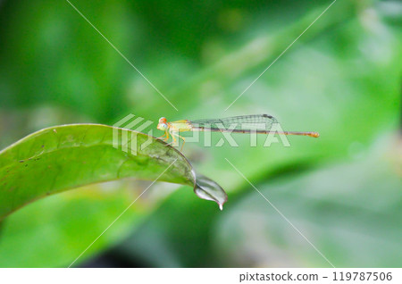 dragonfly on the green leaf or Anthurium Renaissance dragonfly on the green leaf or Anthurium Renaissance 119787506