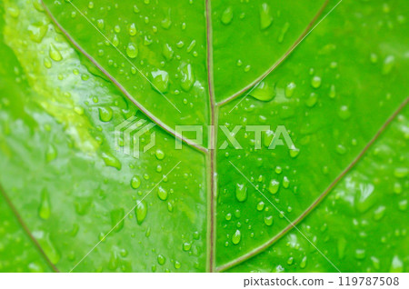 Anthurium Renaissance or Anthurium Renaissance leaf and rain droplet or dew drop , leaf background 119787508