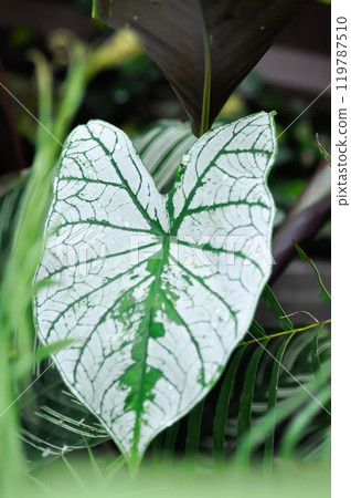 angel wing caladium or candidum ,Caladium bicolor or Araceae or bicolor leaf 119787510