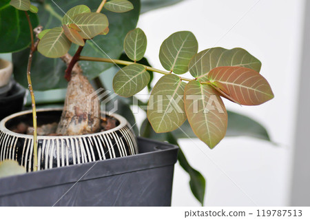 Phyllanthus mirabilis , Phyllanthaceae or Phyllanthu 119787513