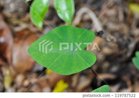 Xanthosoma sagittifolium L Schott, Ear elephant or Giant alocasia or ARACEAE or black alocasia or Alocasia macrorrhizos 119787522