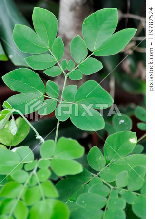 Rain tree or Samanea saman, LEGUMINOSAE MIMOSOIDEAE or Rain Tree Rain tree or Samanea saman, LEGUMINOSAE MIMOSOIDEAE or Rain Tree 119787524