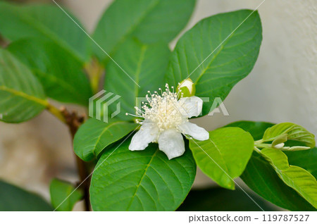 guava tree, MYRTACEAE or Psidium guajava Linn and guava flower guava tree, MYRTACEAE or Psidium guajava Linn and guava flower 119787527