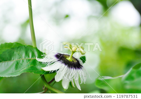 passion fruit plant , passion fruit flower on the farm 119787531