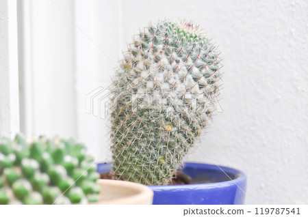 mammillaria carmenae or cactus or succulent mammillaria carmenae or cactus or succulent 119787541