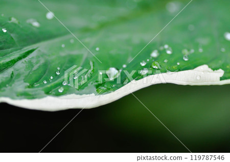 Albomarginata, Araceae or Schott or Xanthosoma sagittifolium or XANTHOSOMA or Mickey Mouse Plant and rain drop in raining day or leaf background 119787546