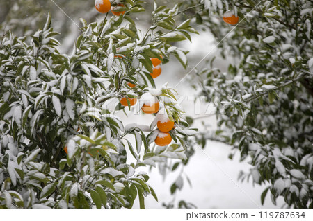 TThis is the appearance of a tangerine burhThis is the appearance of a tangerine buried in snow.is is the appearance of a taThis is the appearance of a tangerine buried in snow.ngerine buried in snow. 119787634