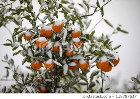 TThis is the appearance of a tangerine burhThis is the appearance of a tangerine buried in snow.is is the appearance of a taThis is the appearance of a tangerine buried in snow.ngerine buried in snow. TThis is the appearance of a tangerine burhThis is the appearance of a tangerine buried in snow.is is the appearance of a taThis is the appearance of a tangerine buried in snow.ngerine buried in snow. 119787637