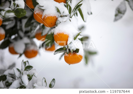 TThis is the appearance of a tangerine burhThis is the appearance of a tangerine buried in snow.is is the appearance of a taThis is the appearance of a tangerine buried in snow.ngerine buried in snow. 119787644