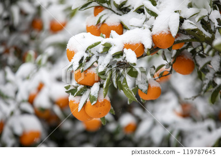 TThis is the appearance of a tangerine burhThis is the appearance of a tangerine buried in snow.is is the appearance of a taThis is the appearance of a tangerine buried in snow.ngerine buried in snow. 119787645