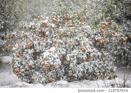 TThis is the appearance of a tangerine burhThis is the appearance of a tangerine buried in snow.is is the appearance of a taThis is the appearance of a tangerine buried in snow.ngerine buried in snow. 119787654