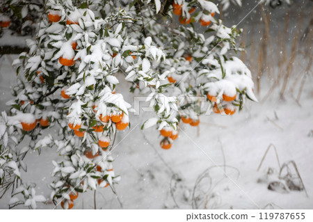 TThis is the appearance of a tangerine burhThis is the appearance of a tangerine buried in snow.is is the appearance of a taThis is the appearance of a tangerine buried in snow.ngerine buried in snow. TThis is the appearance of a tangerine burhThis is the appearance of a tangerine buried in snow.is is the appearance of a taThis is the appearance of a tangerine buried in snow.ngerine buried in snow. 119787655