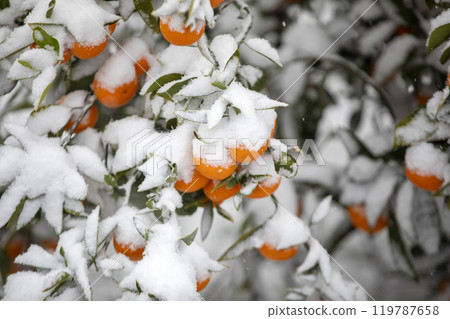 TThis is the appearance of a tangerine burhThis is the appearance of a tangerine buried in snow.is is the appearance of a taThis is the appearance of a tangerine buried in snow.ngerine buried in snow. 119787658
