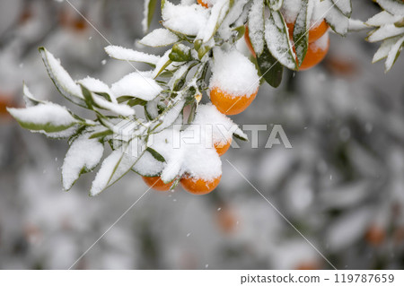 TThis is the appearance of a tangerine burhThis is the appearance of a tangerine buried in snow.is is the appearance of a taThis is the appearance of a tangerine buried in snow.ngerine buried in snow. 119787659