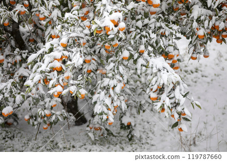 TThis is the appearance of a tangerine burhThis is the appearance of a tangerine buried in snow.is is the appearance of a taThis is the appearance of a tangerine buried in snow.ngerine buried in snow. 119787660