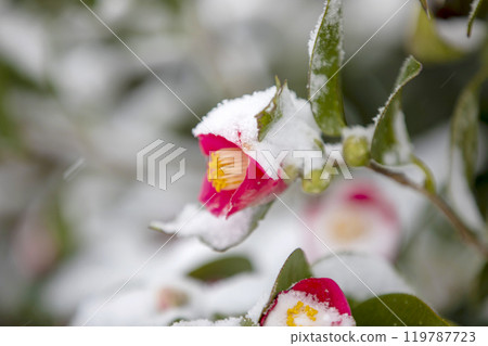 This is the appearance of camellia flowers blooming in the snow. 119787723