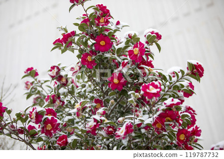 This is the appearance of camellia flowers blooming in the snow. 119787732