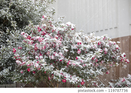 This is the appearance of camellia flowers blooming in the snow. 119787736
