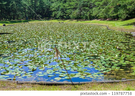 黃色睡蓮盛開的御曾木池風景 119787758