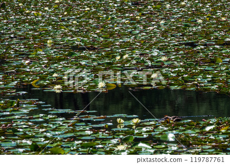池塘裡漂浮的睡蓮上盛開著黃色的花朵 119787761