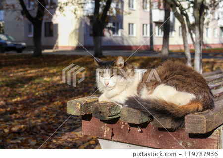 A white and brindle street cat sits on a bench in the sun in the city A white and brindle street cat sits on a bench in the sun in the city 119787936