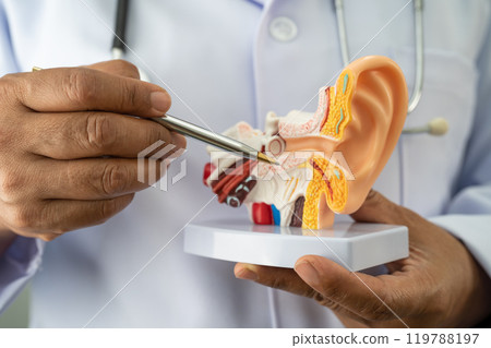 Asian doctor holding human ear model to learn and treat hearing loss in patient. 119788197