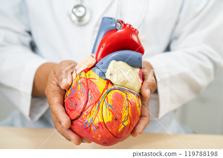 Cardiovascular disease CVD, Asian doctor holding human anatomy model for learn and treat heart disease. 119788198
