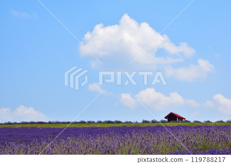 夏天 上富良野町 日之出公園 薰衣草之丘 119788217