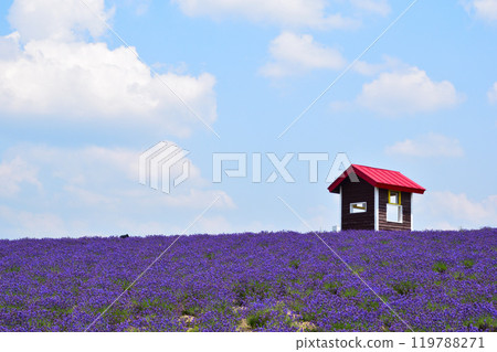 Summer, Kamifurano Town, Hinode Park, Lavender Hill 119788271