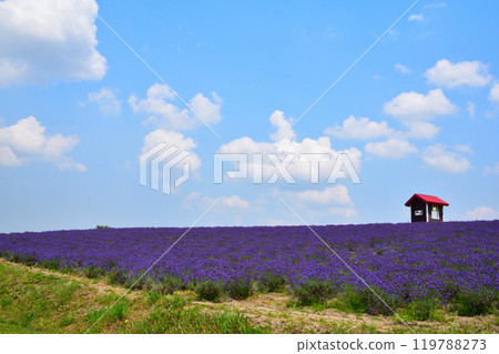 Summer, Kamifurano Town, Hinode Park, Lavender Hill 119788273