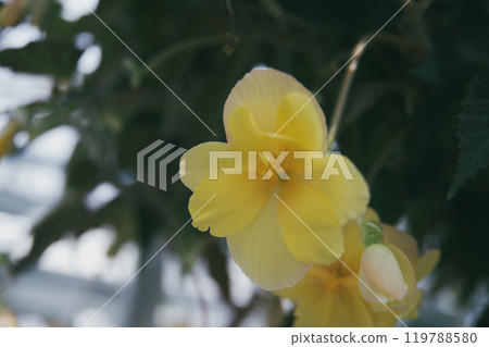 Orchid Flower 119788580