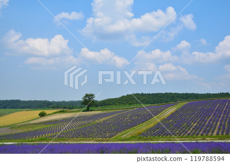 夏天的上富良野町日出公園 夏天的上富良野町日出公園 119788594