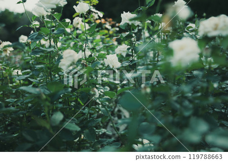 Rose flowers blooming in autumn 119788663