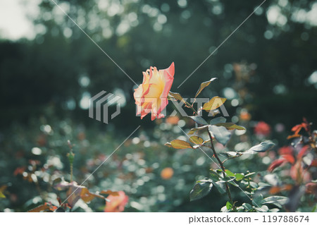 Rose flowers blooming in autumn 119788674