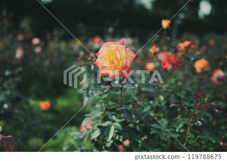 Rose flowers blooming in autumn 119788675