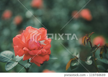 Rose flowers blooming in autumn Rose flowers blooming in autumn 119788689