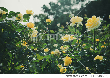 Rose flowers blooming in autumn 119788693