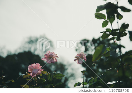 Rose flowers blooming in autumn 119788708