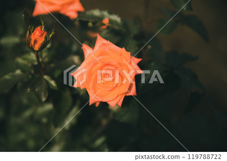 Rose flowers blooming in autumn 119788722