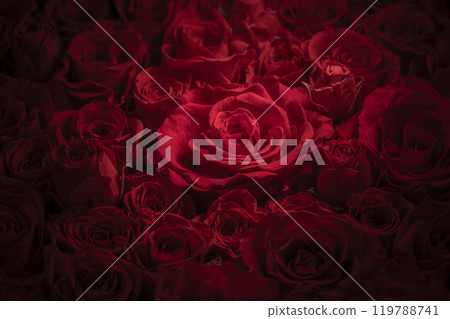 A beautiful background of passionate red roses 119788741